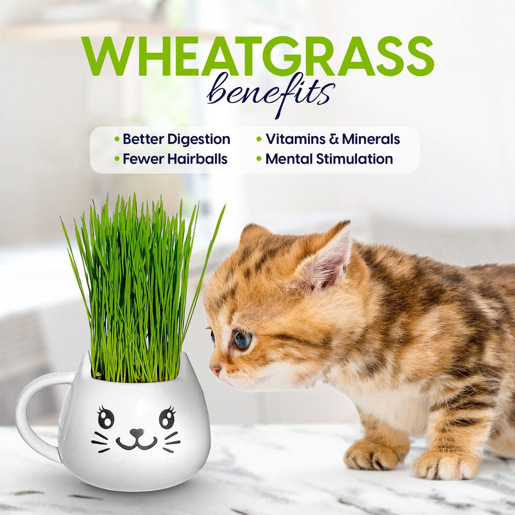 Cat Grass Growing Kit with Seeds, Soil & Ceramic Planter T29944