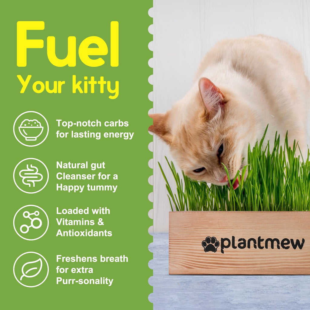Cat Grass Kit with Seeds, Soil & Planter Pots O790306