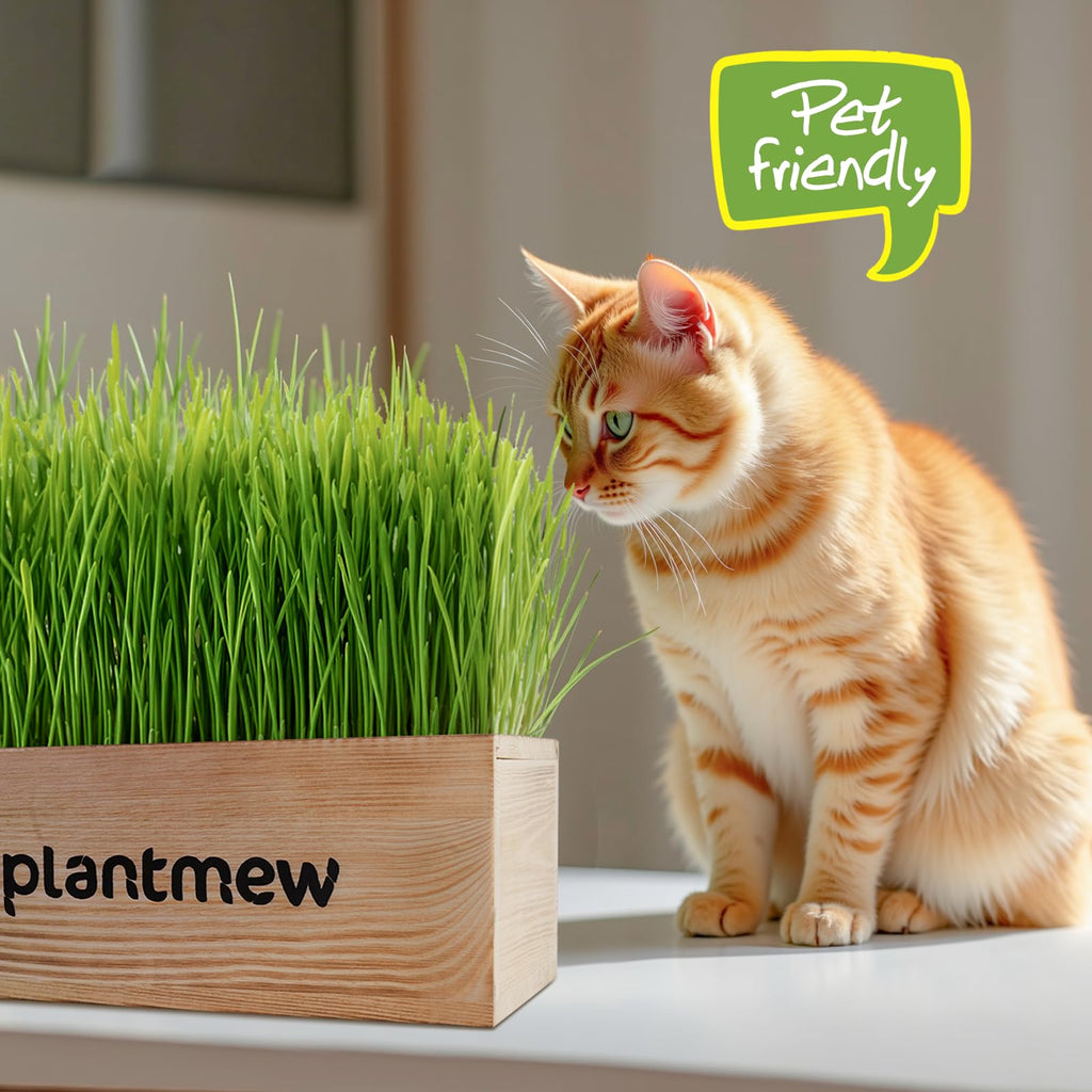 Cat Grass Kit with Seeds, Soil & Planter Pots O790306