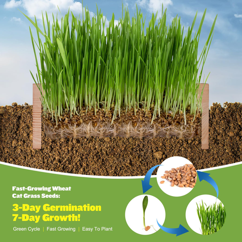 Cat Grass Kit with Seeds, Soil & Planter Pots O790306